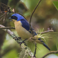 Fawn-breasted Tanager